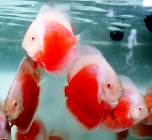 Albino Red White Discus Fish - 2-3 inch